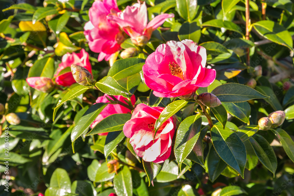 closeup of pink camellia bush with flowers in bloom
