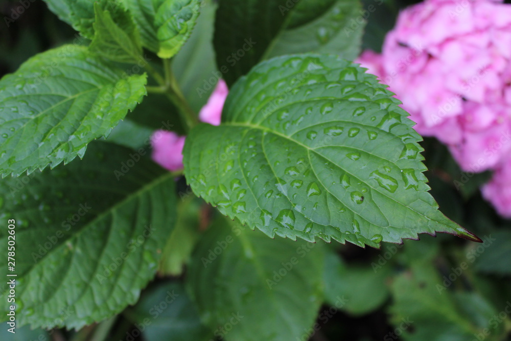 pink flowers and green leaves with rains drops pink flowers and green leaves with rains drops