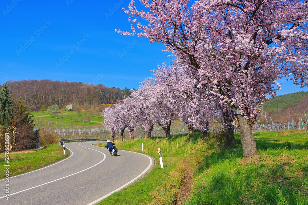 Mandelbluete in der Pfalz im Frühling - almond blossom in Rhineland Palatinate in spring Mandelbluete in der Pfalz im Frühling - almond blossom in Rhineland Palatinate in spring