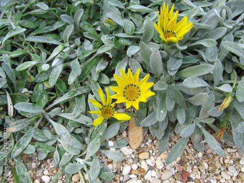 Arctotis stoechadifolia photo