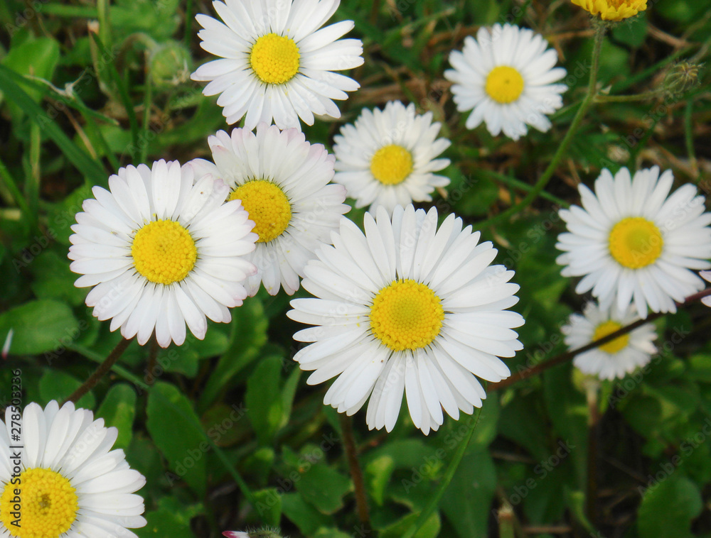 Bellis perennis Bellis perennis