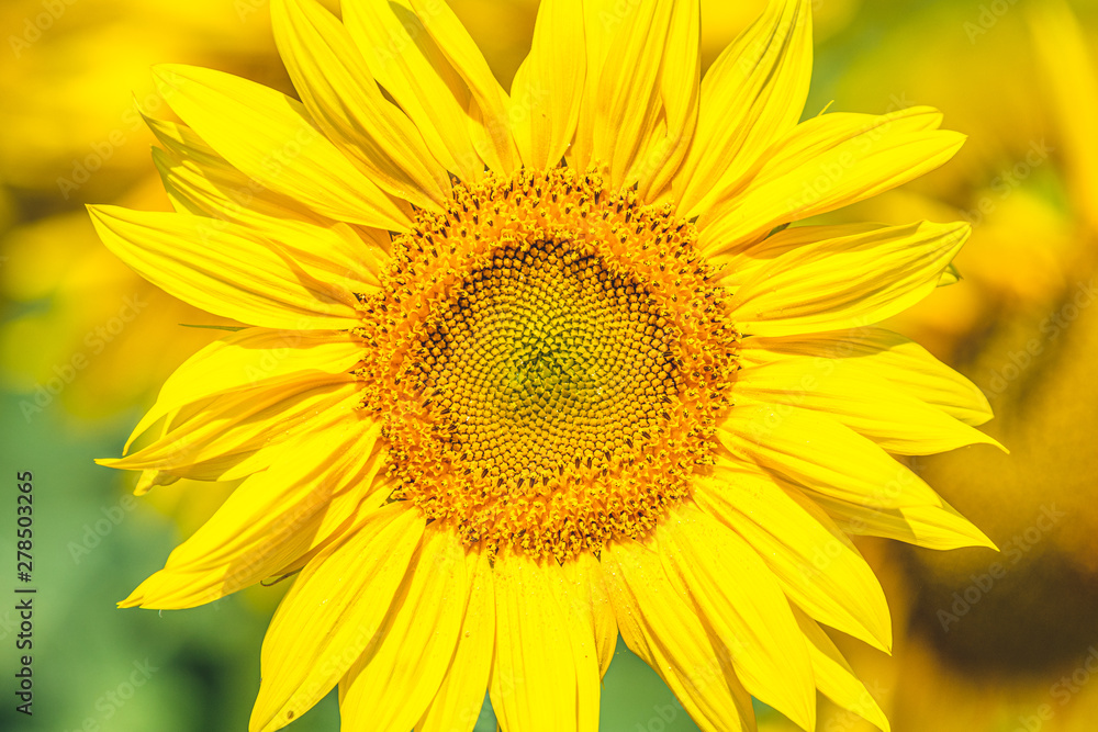 Yellow sunflower on field farmland, close up Yellow sunflower on field farmland, close up