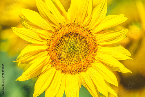 Yellow sunflower on field farmland, close up