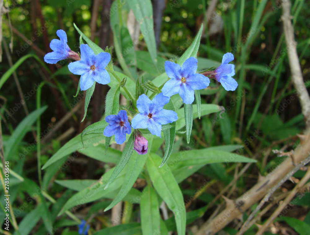 Lithospermum purpurocaeruleum Lithospermum purpurocaeruleum