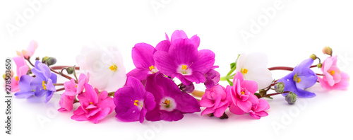 Violets beautiful flowers, background.