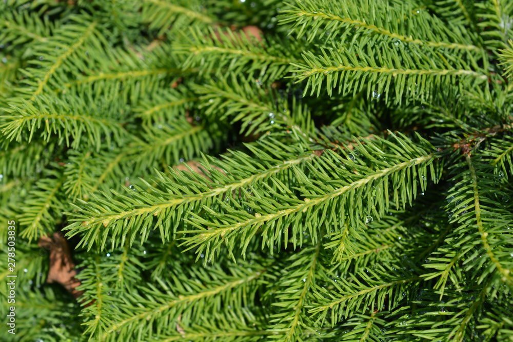 Nidiformis Norway spruce Nidiformis Norway spruce