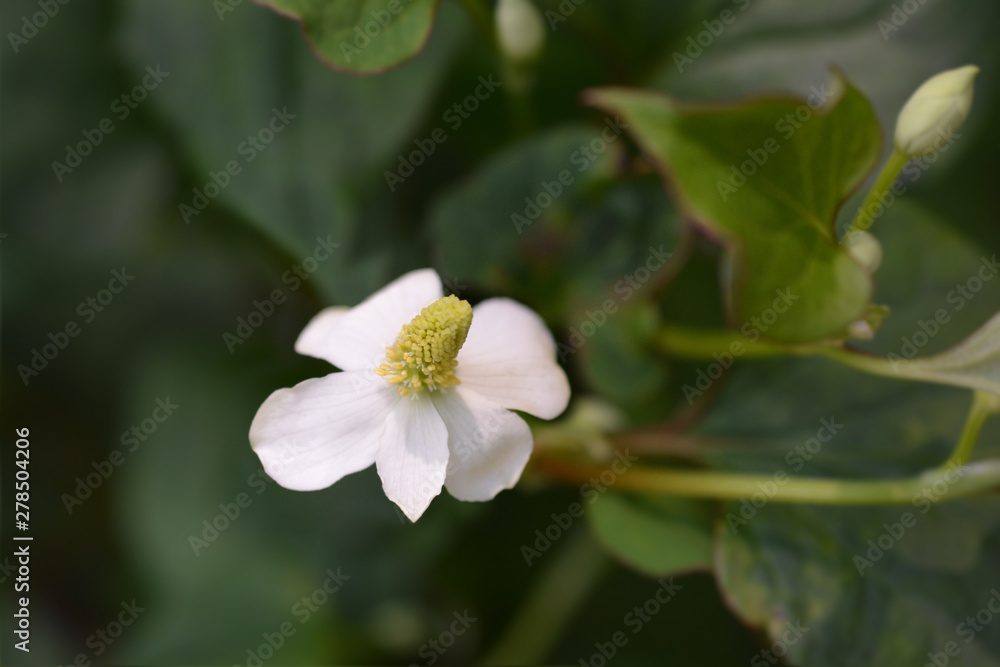 Obraz premium Fish mint