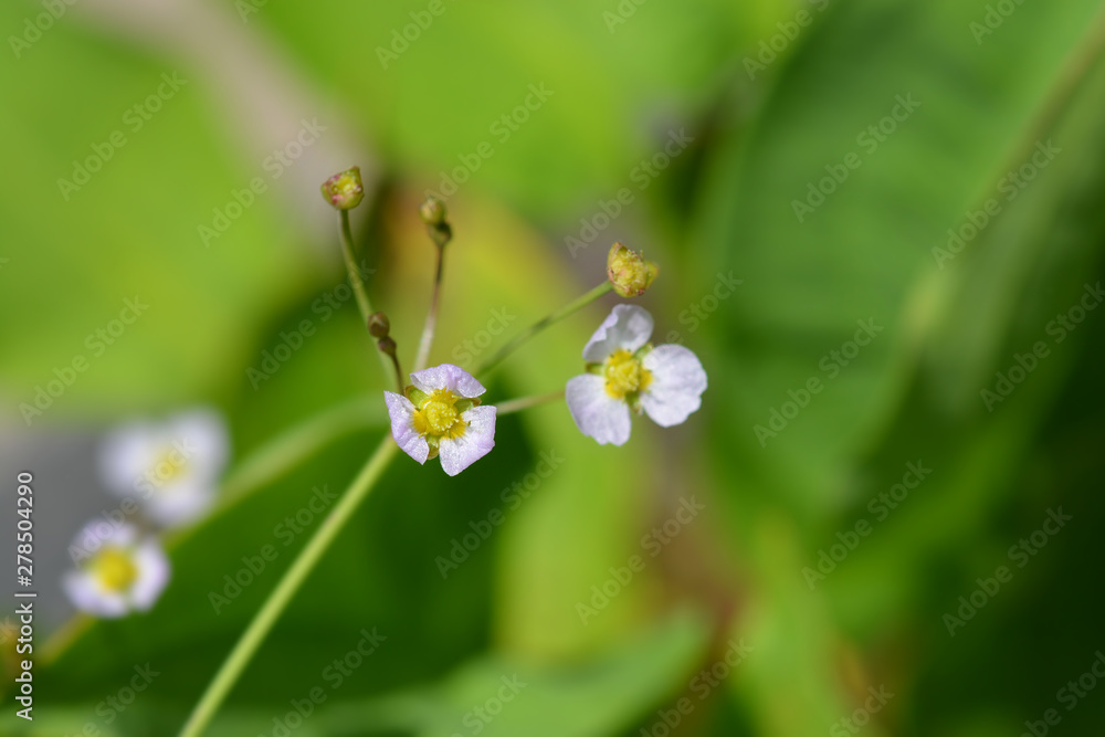 Fototapeta premium Common water plantain