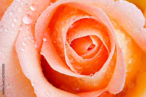 Rose avec des pétales et rosée du matin en macro