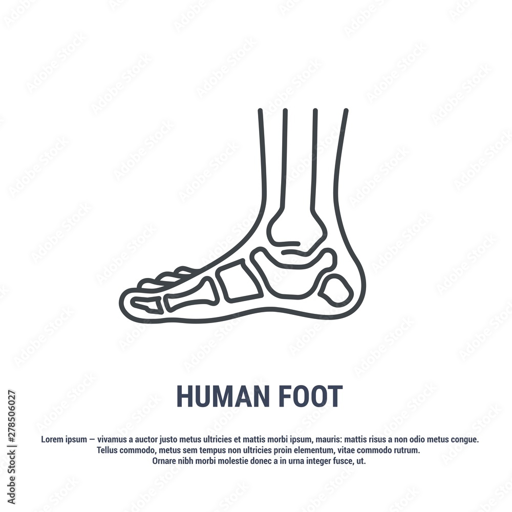 Vector icon. Line design. Human foot. Bones and structure. Medicine and anatomy. Anatomical structure of man. Symbol, element, sign, logo, emblem. Concept illustration. Vector icon. Line design. Human foot. Bones and structure. Medicine and anatomy. Anatomical structure of man. Symbol, element, sign, logo, emblem. Concept illustration.