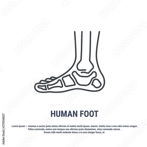 Vector icon. Line design. Human foot. Bones and structure. Medicine and anatomy. Anatomical structure of man. Symbol, element, sign, logo, emblem. Concept illustration.
