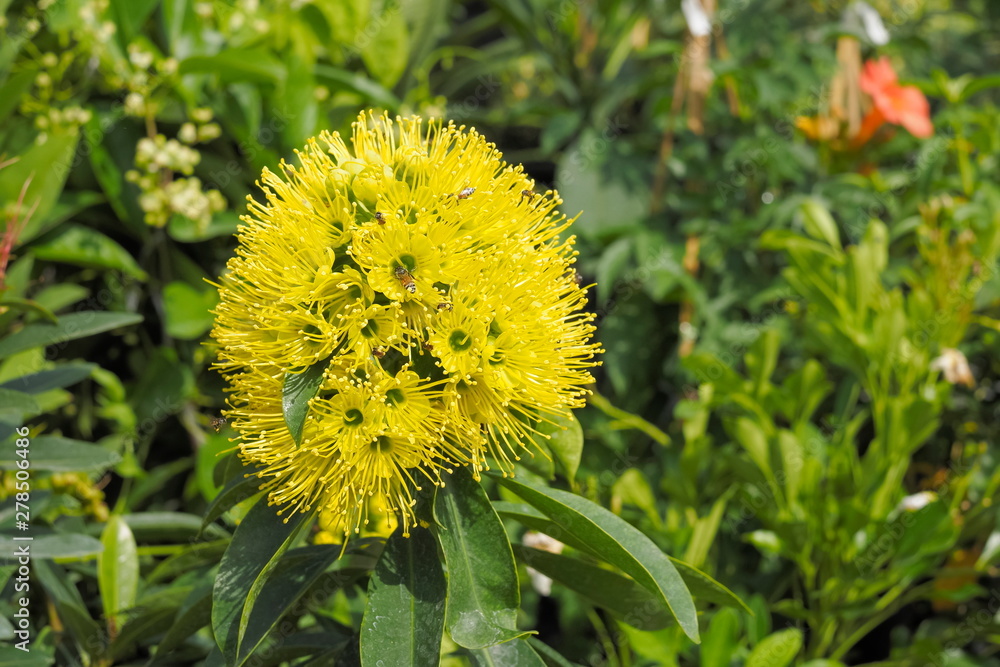 Beautirul Golden Penda Flowers (Xanthostemon chrysanthus) blossom blooming on branches with green nature blurred background, a species of tree in Myrtaceae family. Beautirul Golden Penda Flowers (Xanthostemon chrysanthus) blossom blooming on branches with green nature blurred background, a species of tree in Myrtaceae family.
