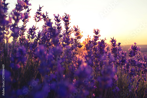 Beautiful violet lavender fields in the sunset light. Provence in France. Lavender flowers.