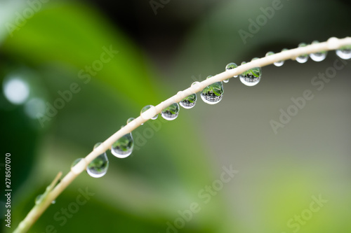 梅雨の雨で植物から垂れる水滴