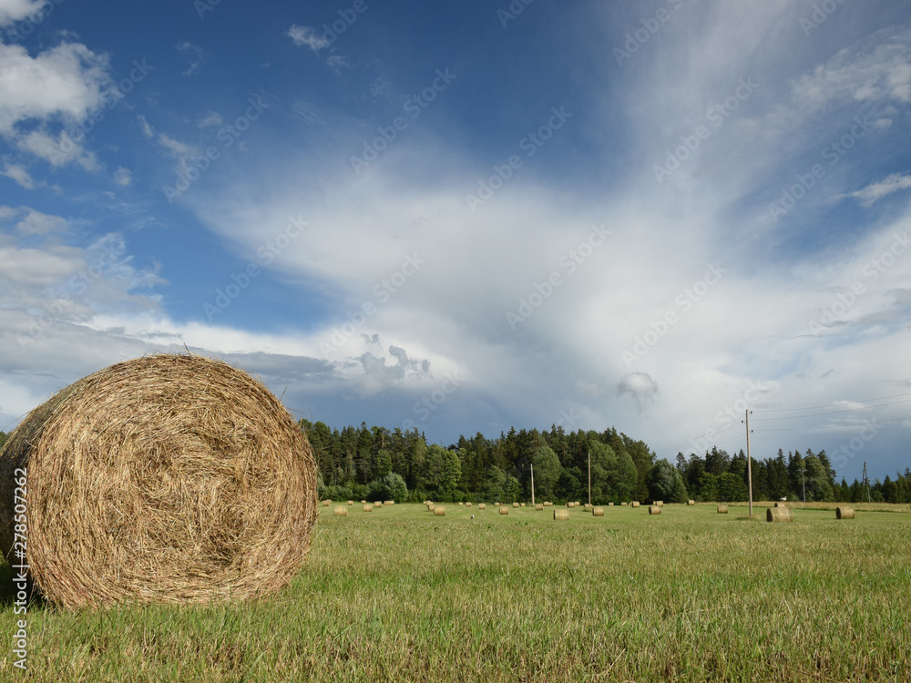 reel with grass on the field, autumn reel with grass on the field, autumn