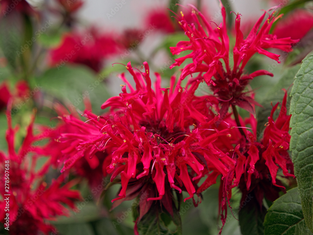 beautiful red velvet garden flowers on the flowerbed beautiful red velvet garden flowers on the flowerbed