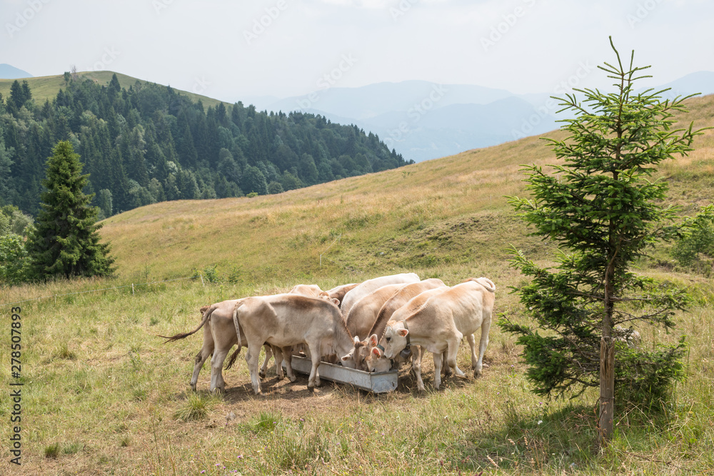 I vitelli al pascolo sulle pendici del Monte Farno (Val Seriana, Bergamo, Italia), a circa 1300 metri di altitudine, mangiano nella conca (luglio 2019).