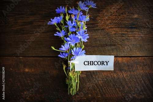 Blue Chicory Flowers, chicory wild flowers on wooden background with text. Flower of wild chicory endive . Cichorium intybus