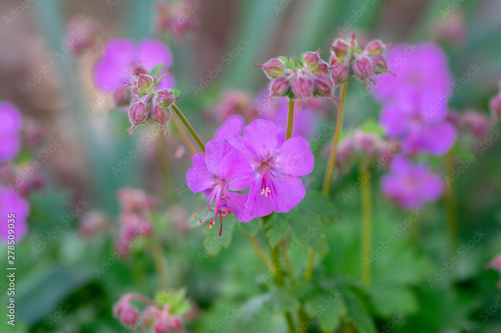 Geranium cantabrigiense karmina flowering plants with buds, group of ornamental pink cranesbill flowers in bloom in the garden Geranium cantabrigiense karmina flowering plants with buds, group of ornamental pink cranesbill flowers in bloom in the garden