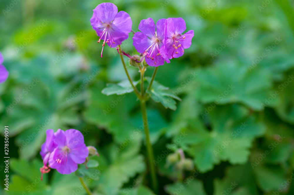 Fototapeta premium Geranium cantabrigiense karmina flowering plants with buds, group of ornamental pink cranesbill flowers in bloom in the garden