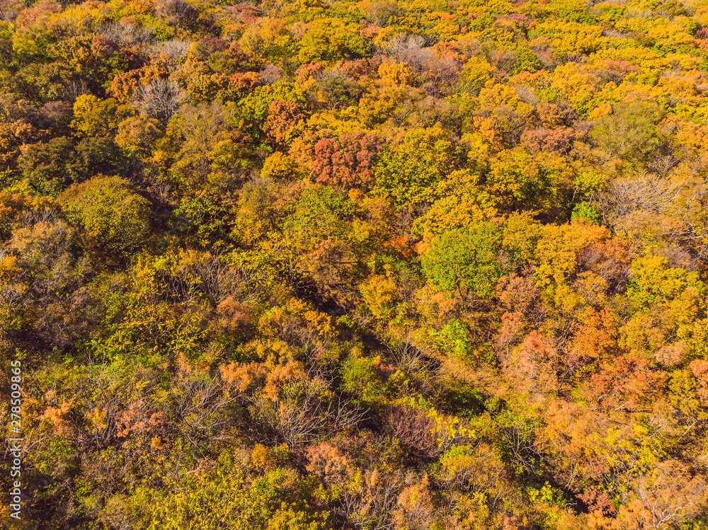 Aerial top down view of autumn forest with green and yellow trees. Mixed deciduous and coniferous forest. Beautiful fall scenery