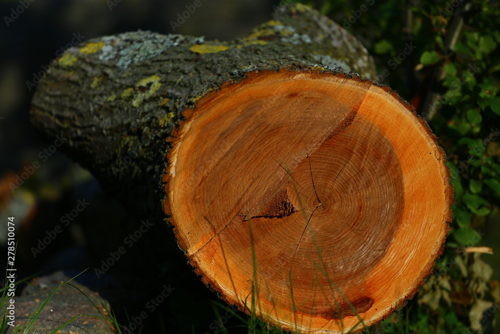 Tree stump with annual rings on newly cut tree