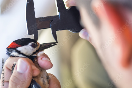 Canvas Print Scientist holding a great spotted woodpecker (Dendrocopos major) and measuring i