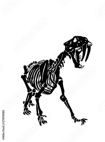 Graphical skeleton of saber-toothed tiger on white background,silhouette,vector illustration, anthropology