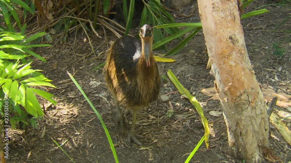 Handheld, high angle, medium close up shot of a young Cassowary in a wooded area. Handheld, high angle, medium close up shot of a young Cassowary in a wooded area.