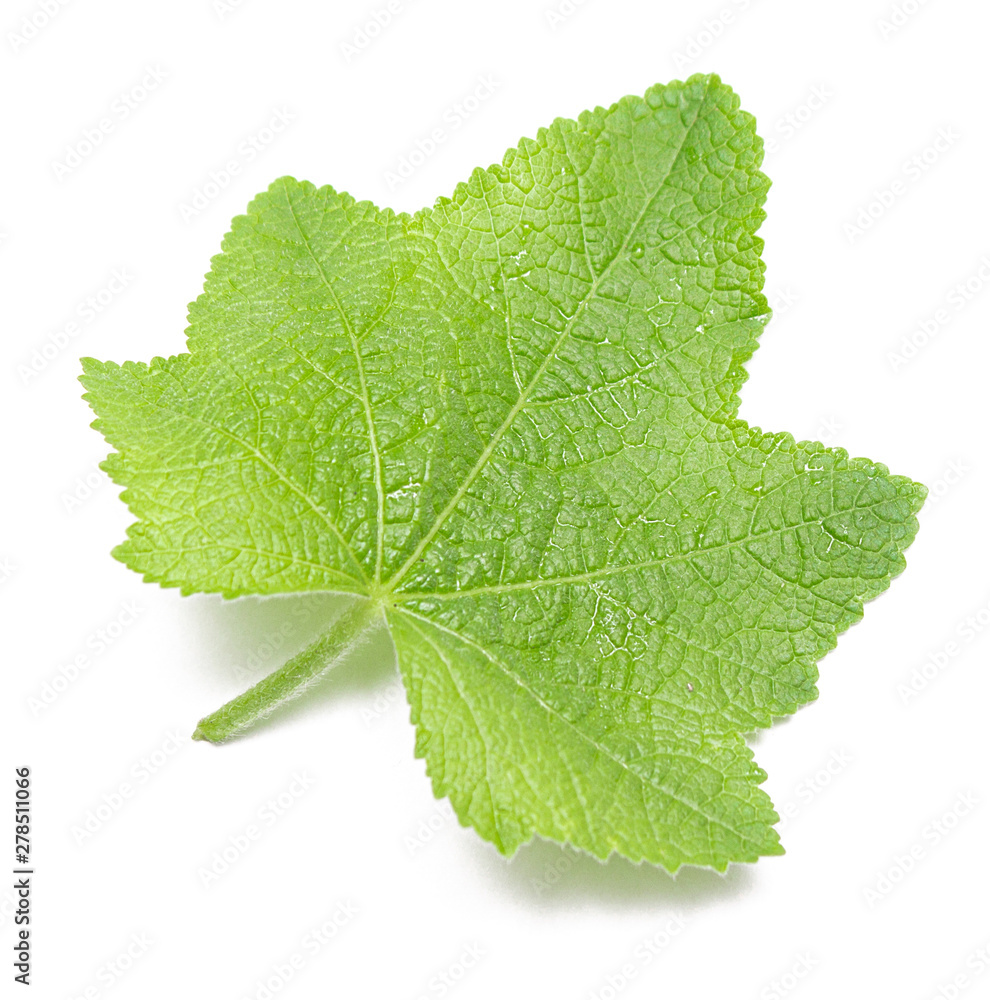 green leaf on a white background, isolate. green leaf on a white background, isolate.