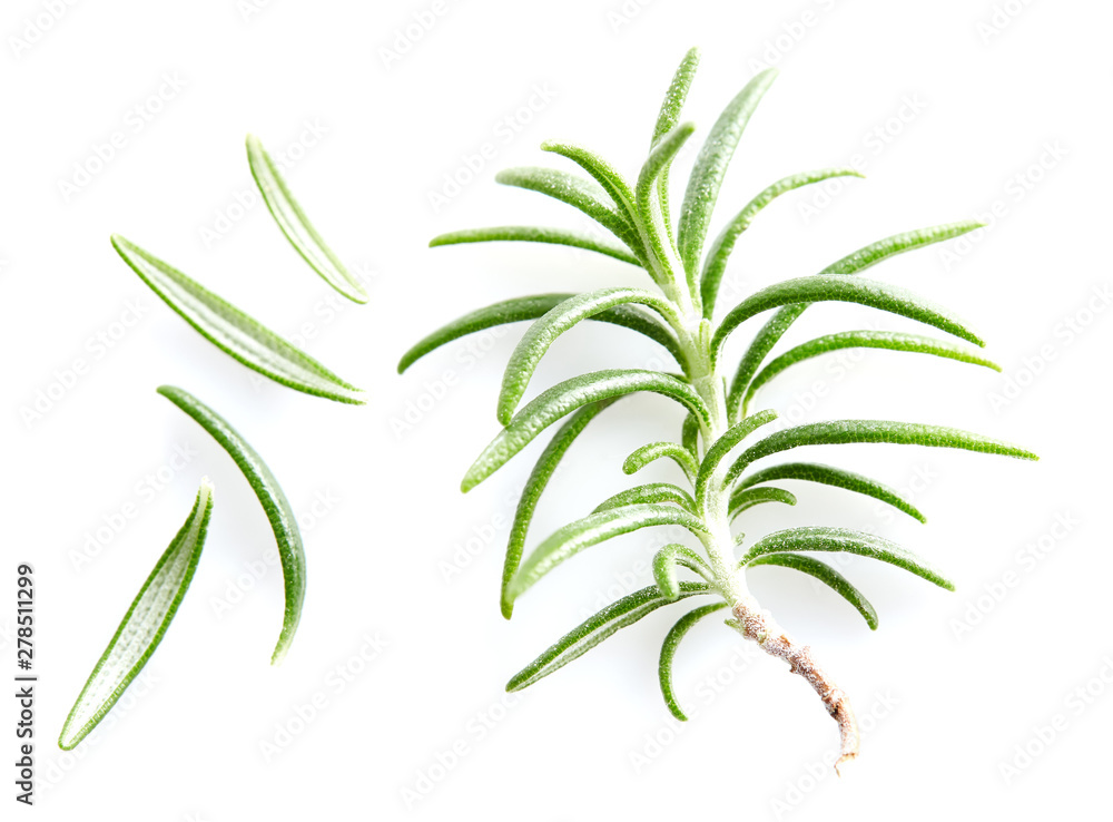 Rosemary leaves on white background Rosemary leaves on white background