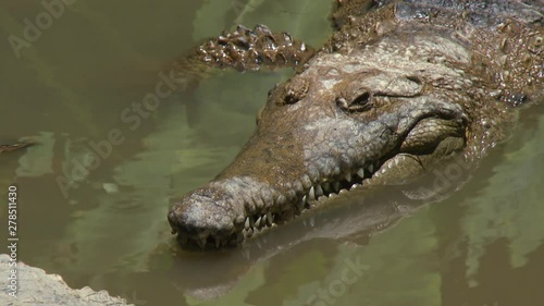Steady, close up shot of a saltwater crocodile partially sticking out of the water.