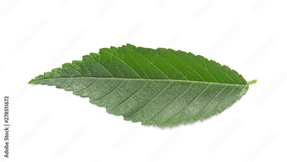 green leaf on a white background, isolate. green leaf on a white background, isolate.