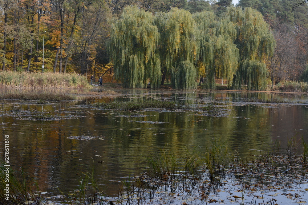 Fototapeta premium lake in the forest