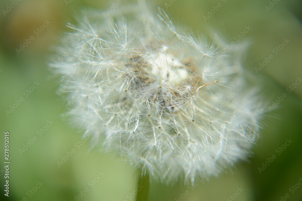 Fototapeta premium dandelion on green background