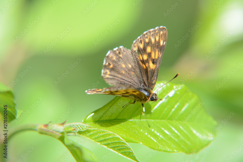 Obraz premium butterfly on a flower