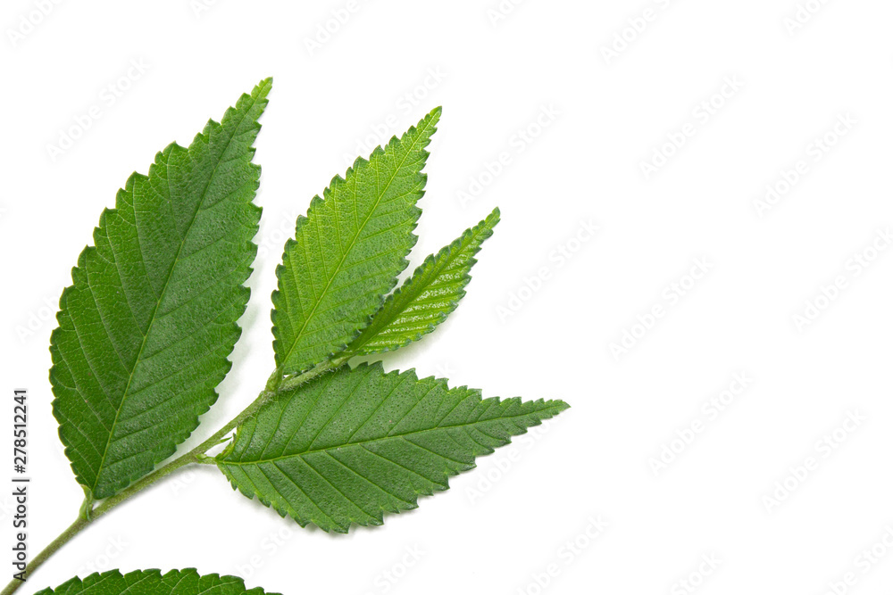 green leaf on a white background, isolate.