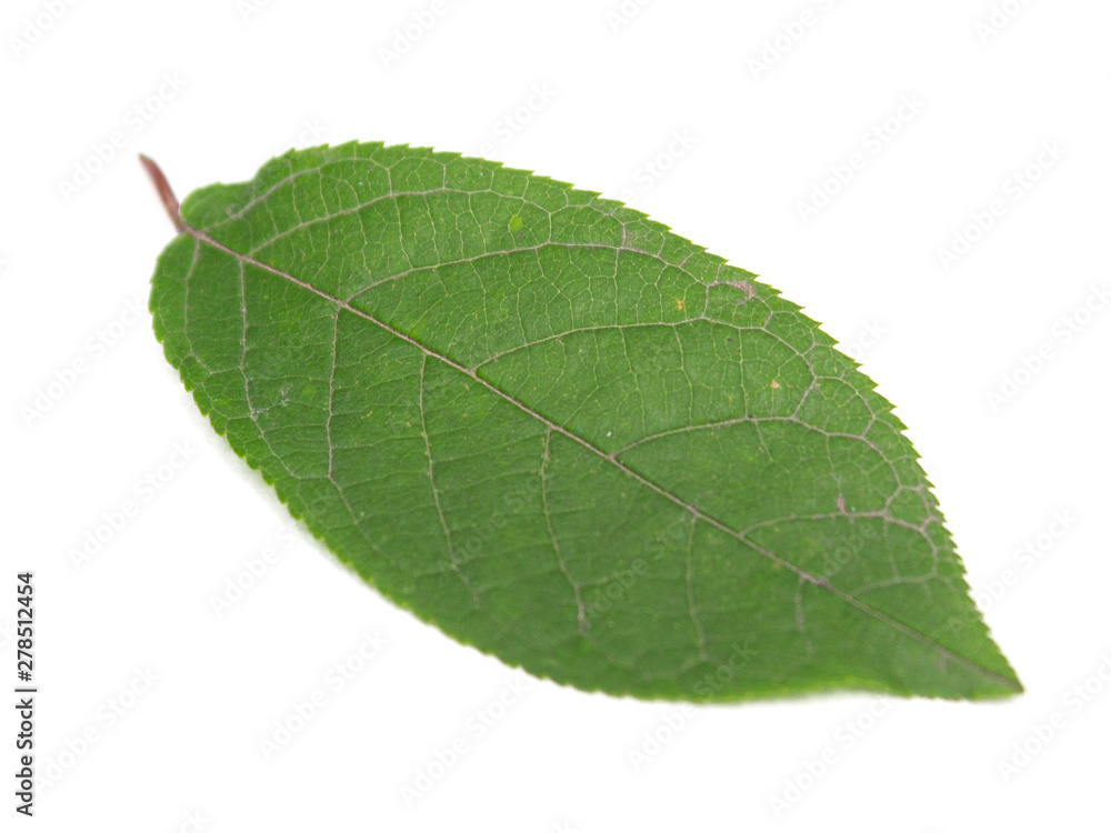 Obraz premium green leaf on a white background, isolate.