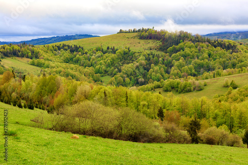The hills of the Carpathian mountains are overgrown with young deciduous trees, the view of the spring Carpathians from a height.