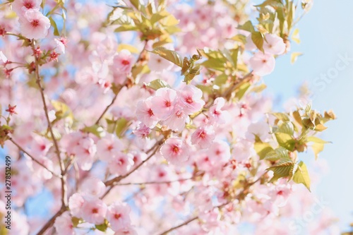 Cherry blossom or Sakura in japan full blooming on spring season