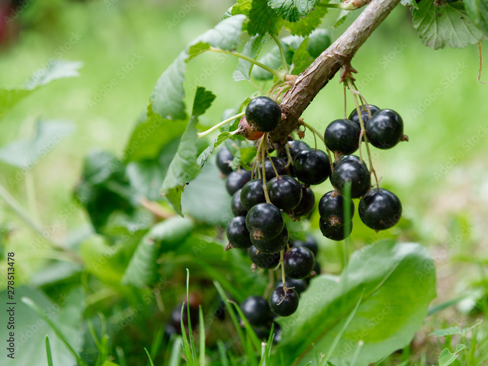 unripe fruits of garden black currants in the garden unripe fruits of garden black currants in the garden