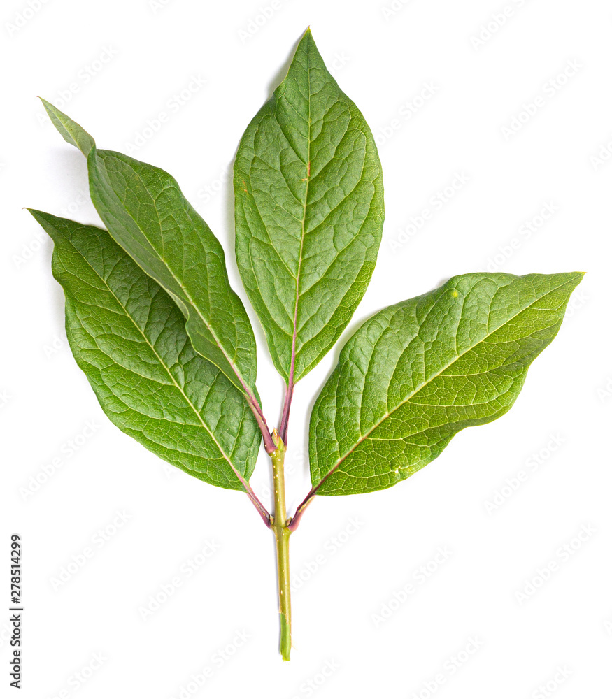green juicy leaf on a white background, isolate, blank for designers. green juicy leaf on a white background, isolate, blank for designers.