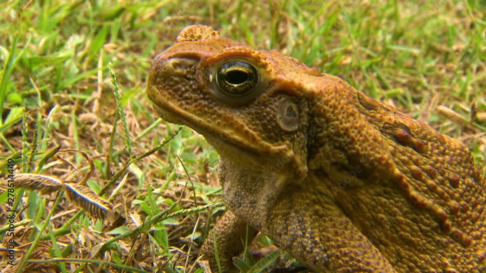 Steady, close up shot of a cane toad (Rhinella marina) breathing quickly. Steady, close up shot of a cane toad (Rhinella marina) breathing quickly.