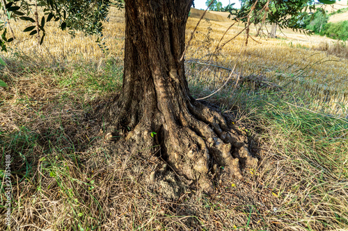 Base del tronco di un ulivo