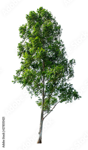 The tree is completely separated from the white ba background Scientific name  Eucalyptus