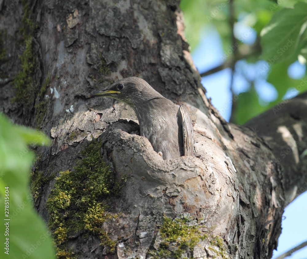 Obraz premium Starling chick (Sturnus vulgaris)