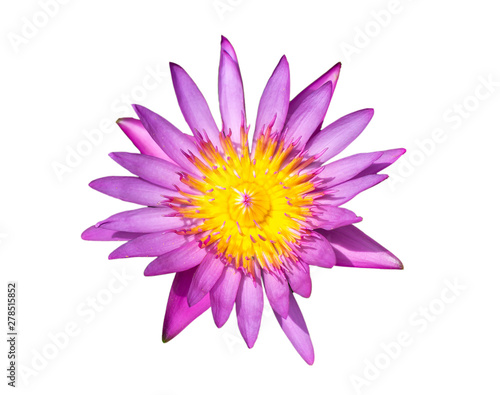 Purple lily water or lotus flower in the basin very fresh