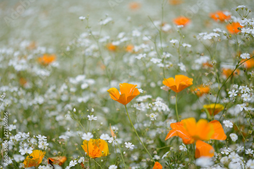 The color is vivid Eschscholzia californica.
