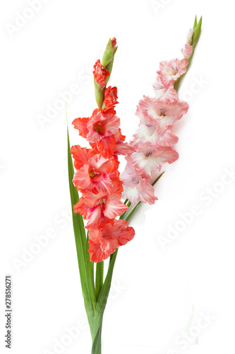 Fotografie, Tablou Flowers composition with beautiful  gladiolus isolated on white background