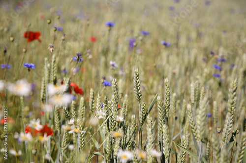 Golden wheat and wild flowers in a farm field, Gotland Sweden.